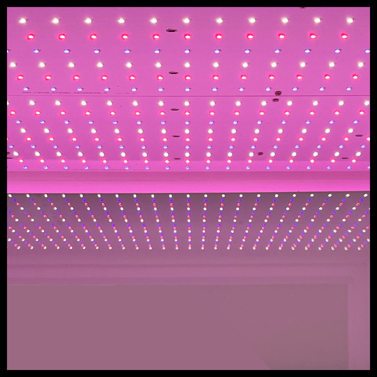 Plant light