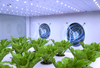 Auma High-end Fully enclosed intelligent hydroponic growing cabinet