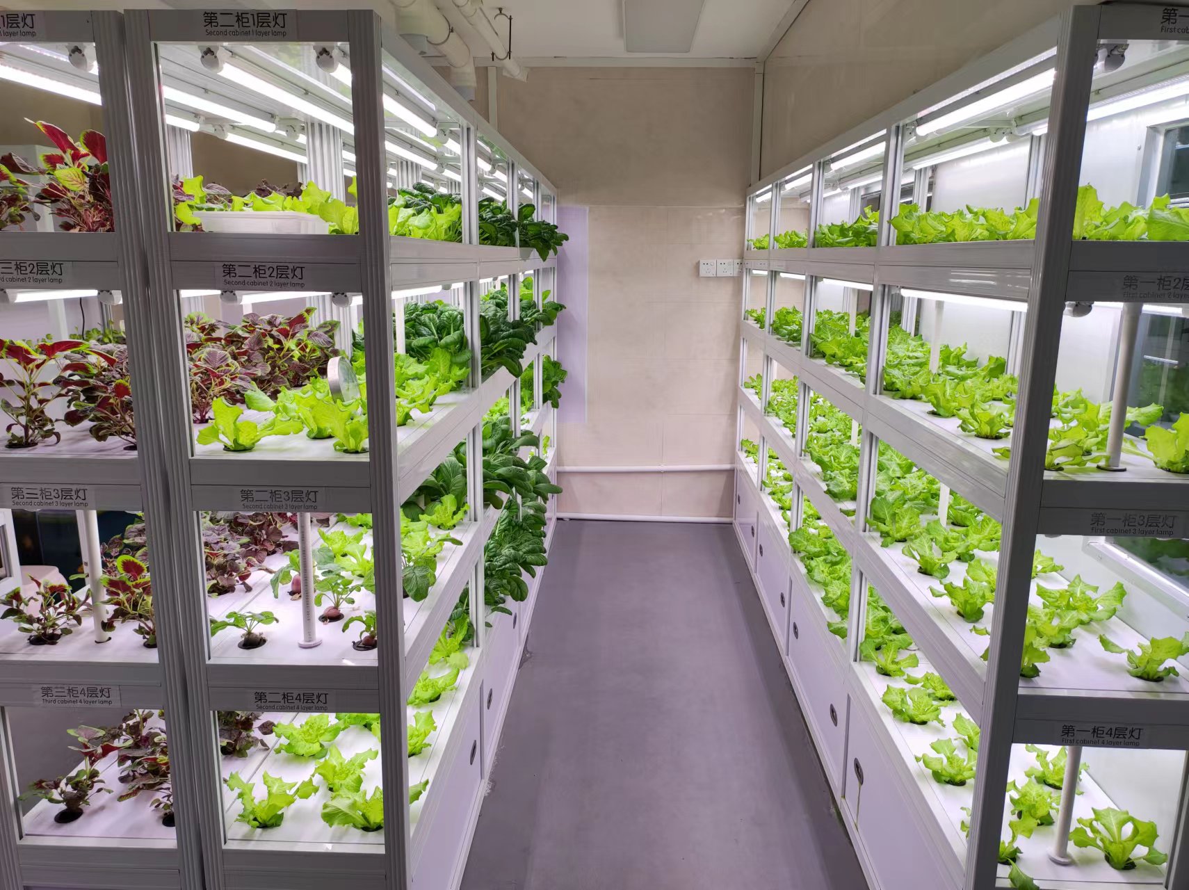 Hydroponic planting lights