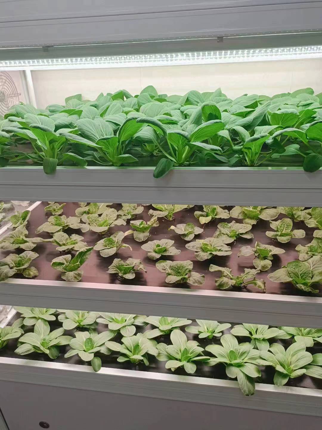 Plant-growing machine