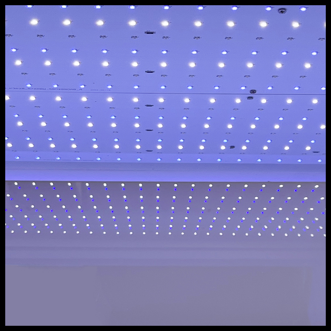 Plant light