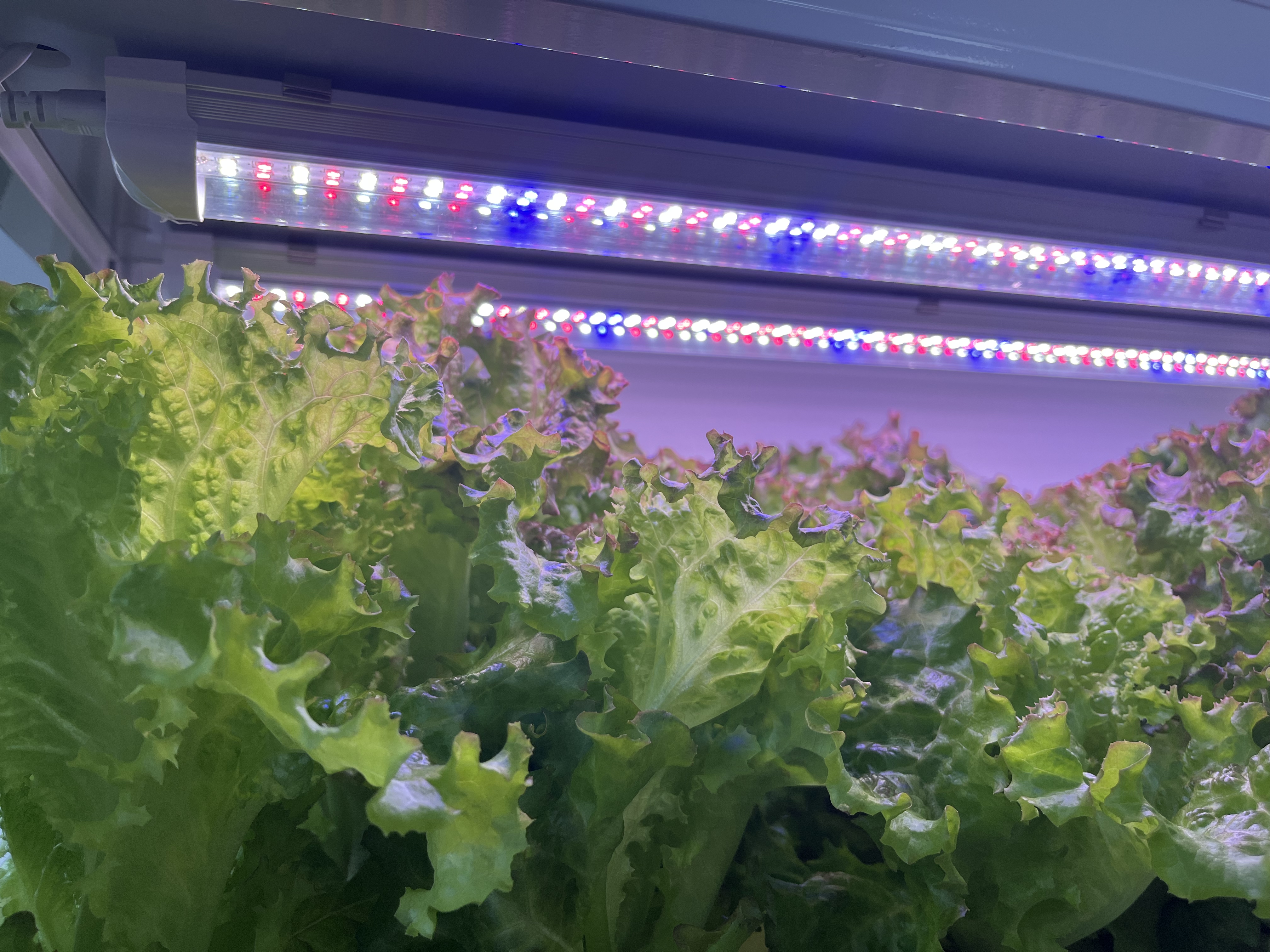 How To Choose An Intelligent Planting Machine?