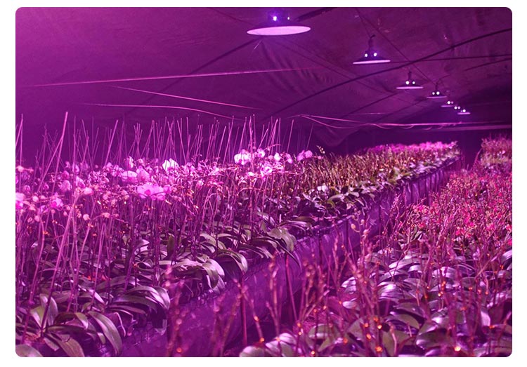  plant light