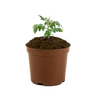 Π Soil Pro: Professional Plant Ideal Mix (Coconut Coir & Pine Bark Scales)