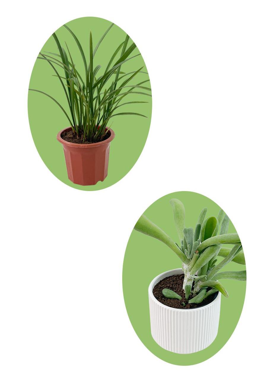 potting soil