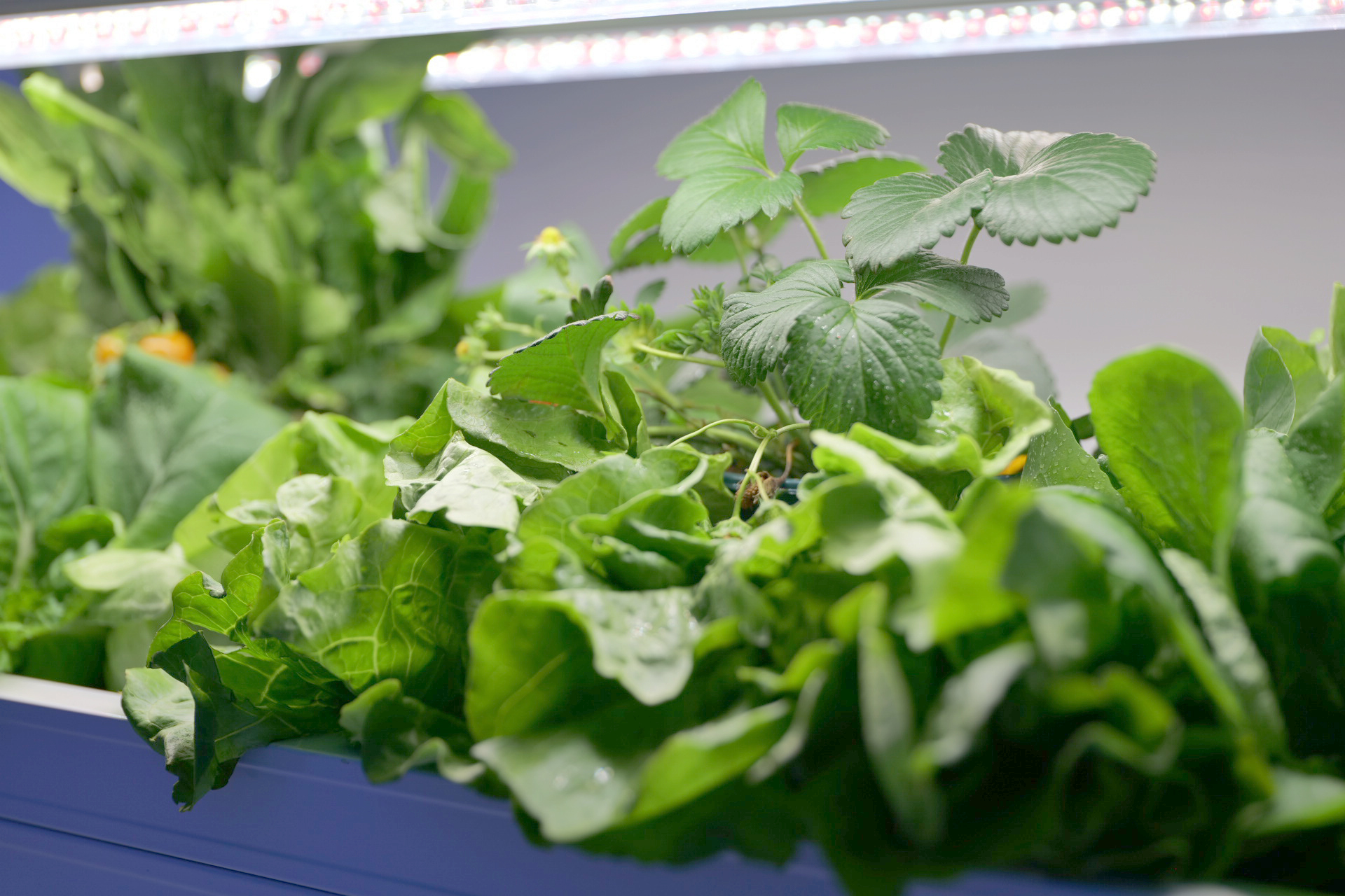 hydroponic system
