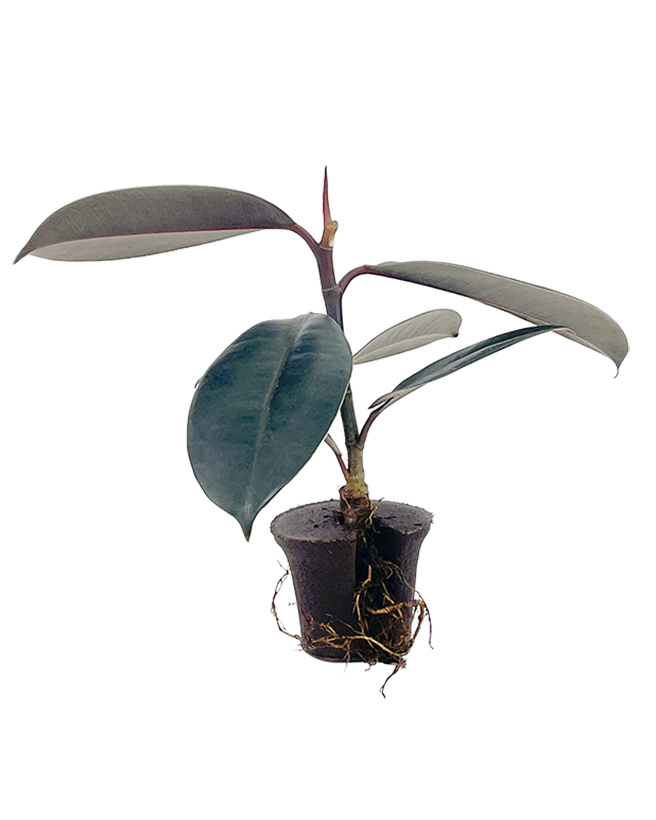 rooting and growing media for professional horticulture