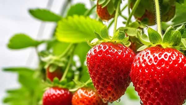 Growing Strawberries on Your Balcony: A Comprehensive Guide to Successful Cultivation