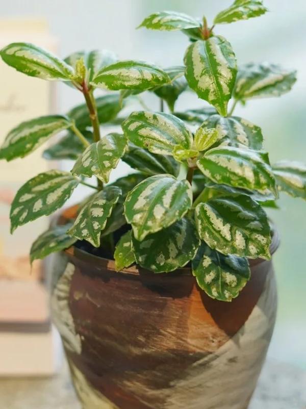low-maintenance indoor plants