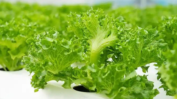 Microgreens: The Tiny Powerhouses of Nutrition And Flavor