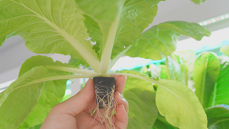 Soilless Cultivation of Vegetables: Hydroponics
