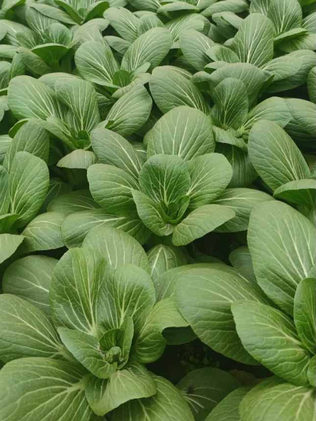 grow sponges for hydroponics
