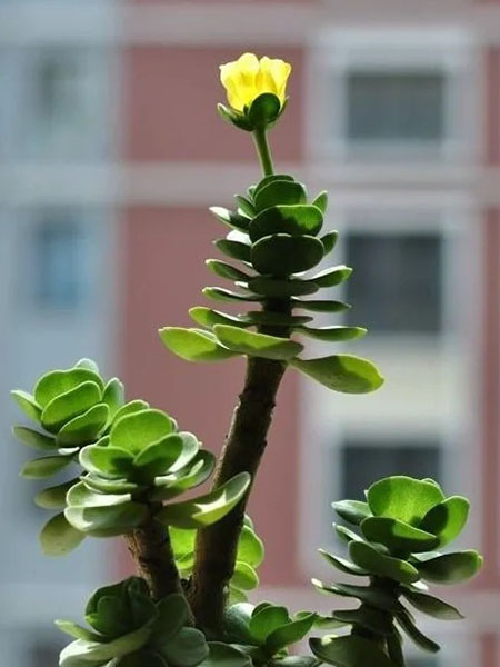Horticubes 