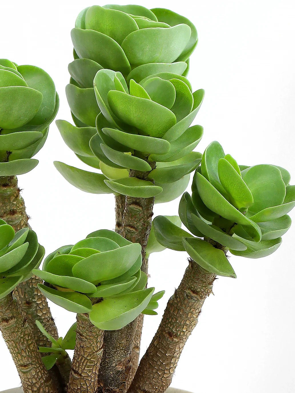 Horticubes 