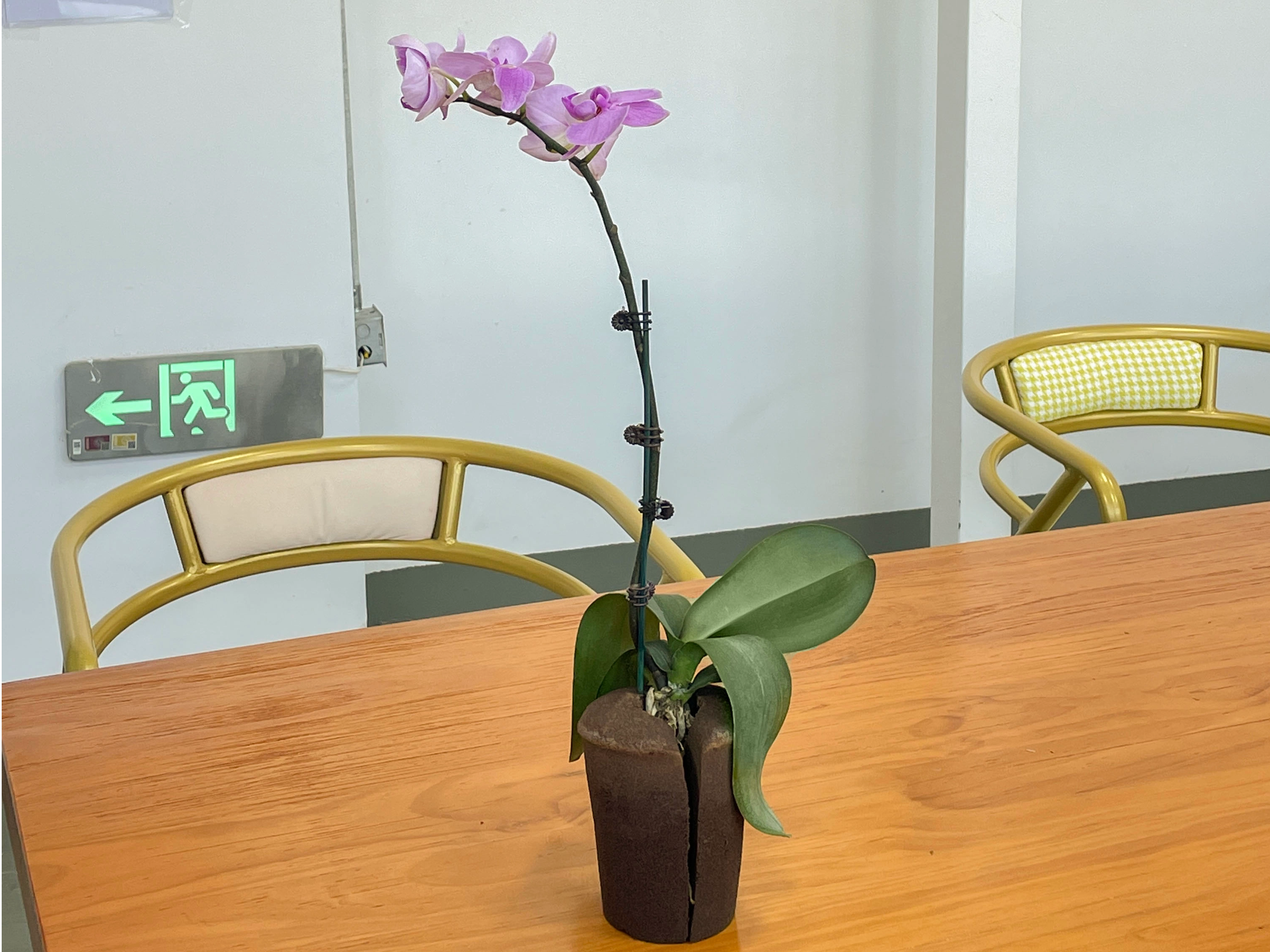 ​​Phalaenopsis Orchids: The Elegant Choice for Lazy Gardeners with Growing Sponges
