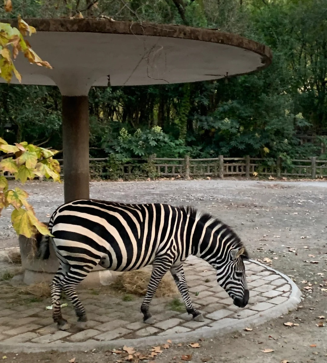 Breathing New Life Into the Zoo: The Power of π Soil