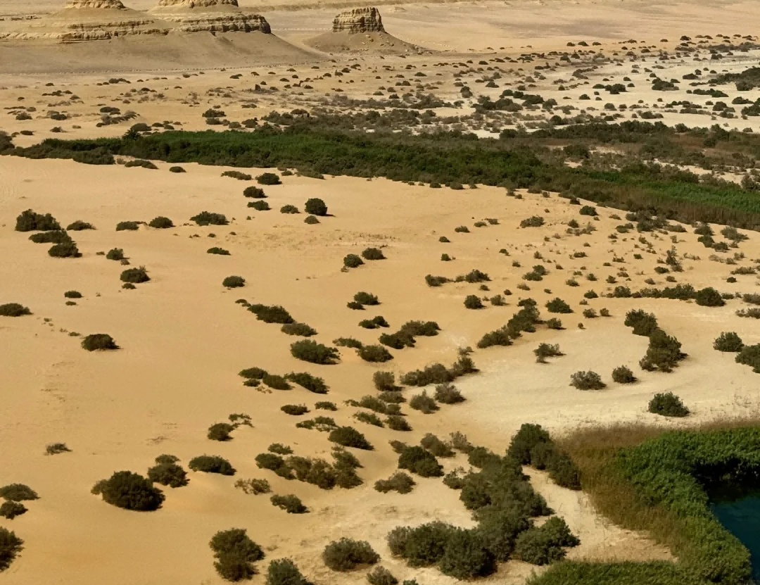 Desert Greening Unleashed Innovative Plant Substrate