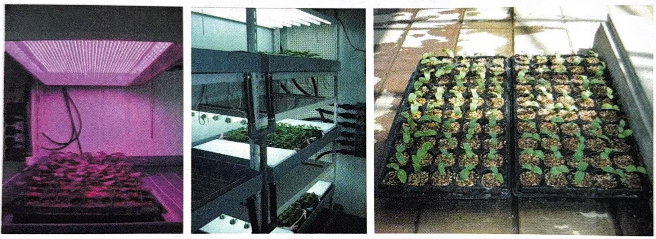 Comparison of cucumber seedling experiments under different light environments