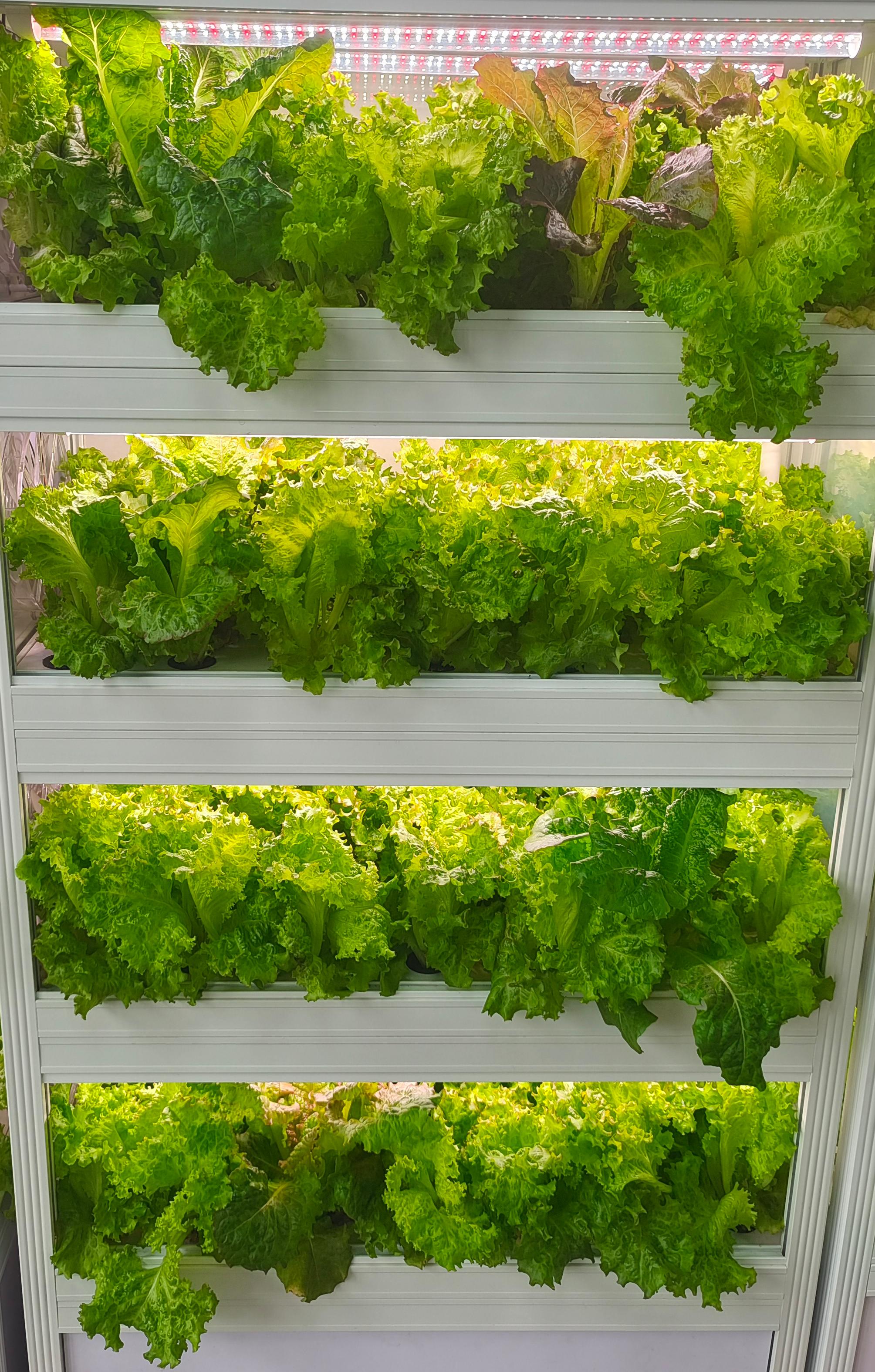 Mini Plant Factory