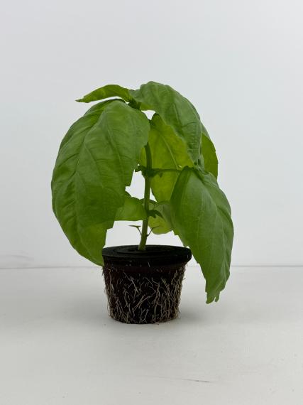 Struggling with Plant Care As A Beginner? Deep Dive into 10 Core Elements To Become A Plant Master!