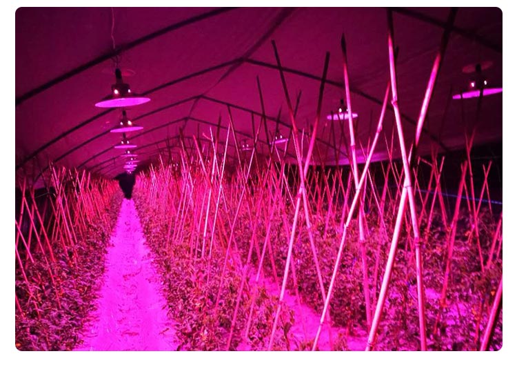 greenhouse plant light for tomato