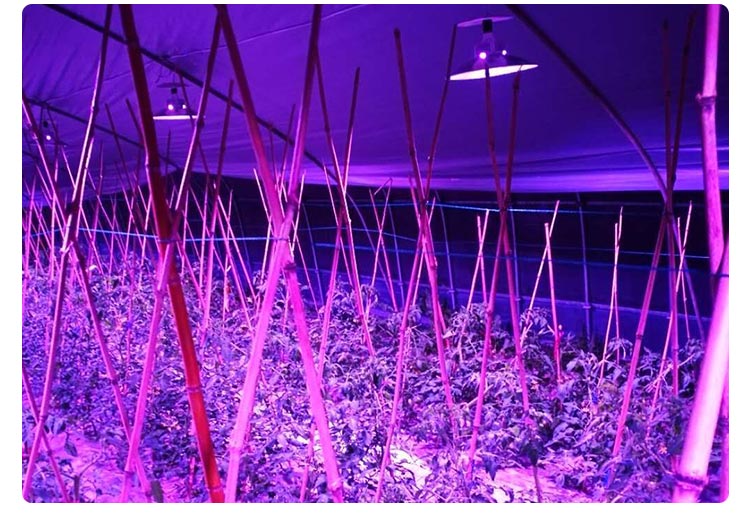 greenhouse plant light for tomato