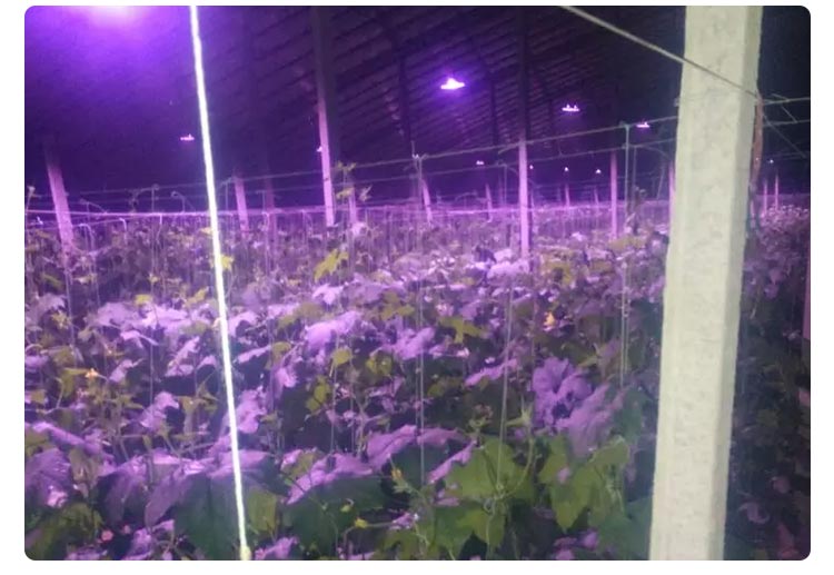 greenhouse plant light for grape