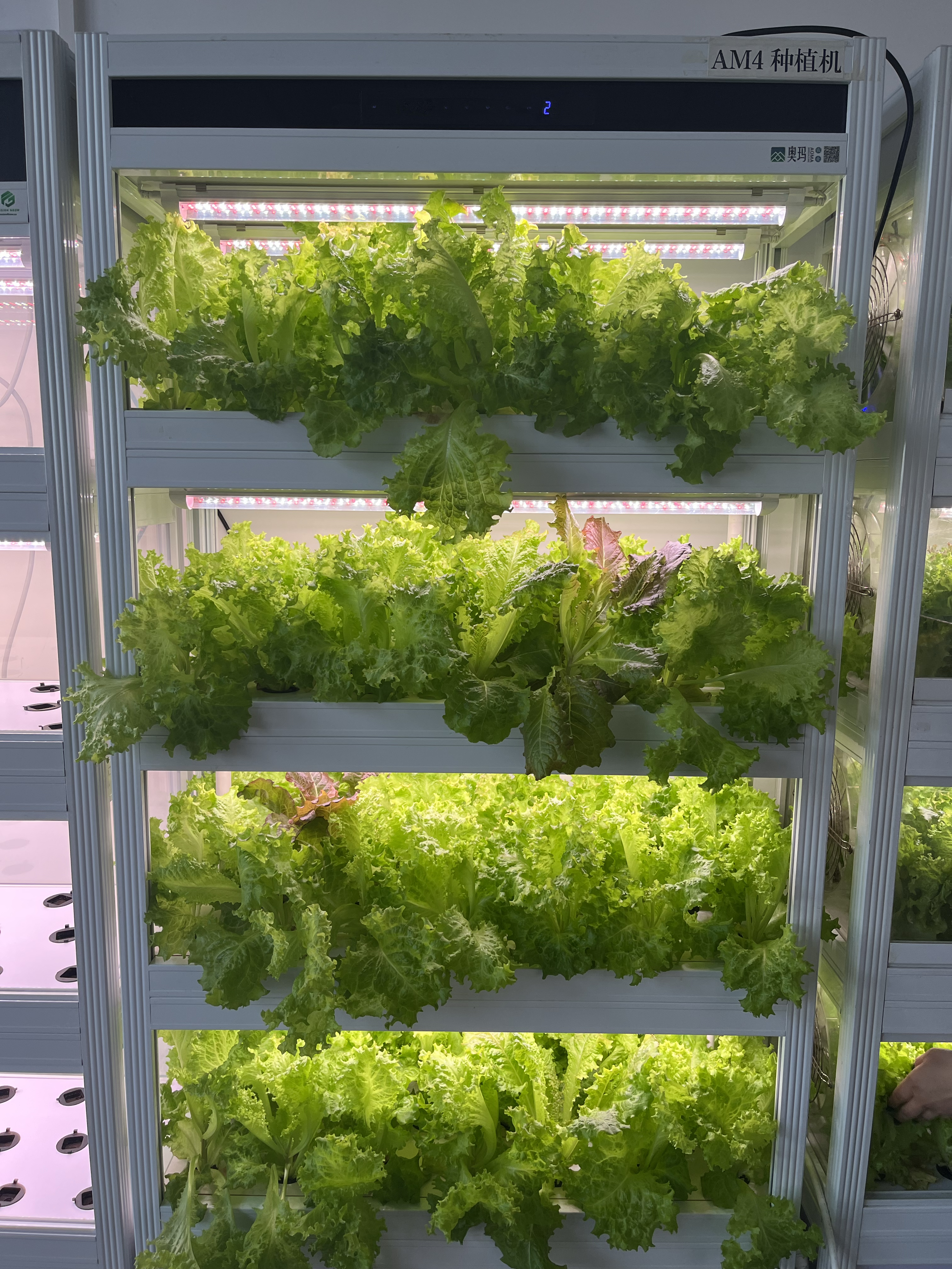 Indoor Intelligent Hydroponic Planters: Pioneering A New Trend of Urban Green Living