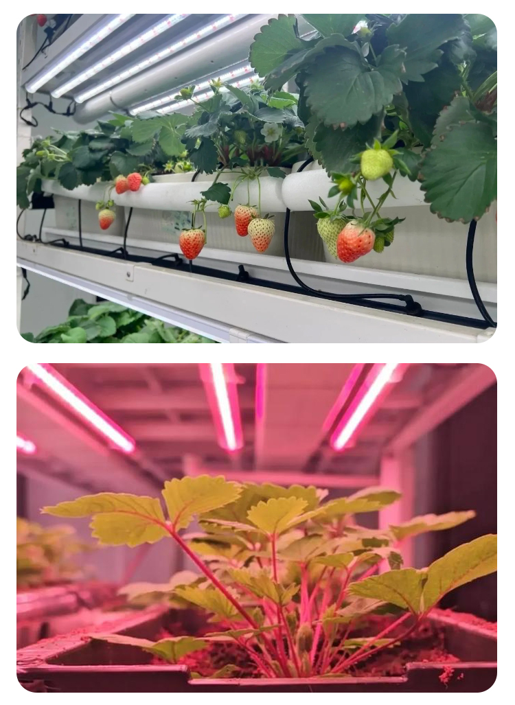 vertical hydroponic system