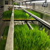 All-Weather Plug-and-Play Forage Container Plant Factory with Stable High-Yield Full Growth Cycle