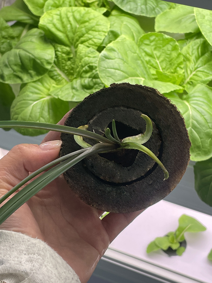 Planting Tray