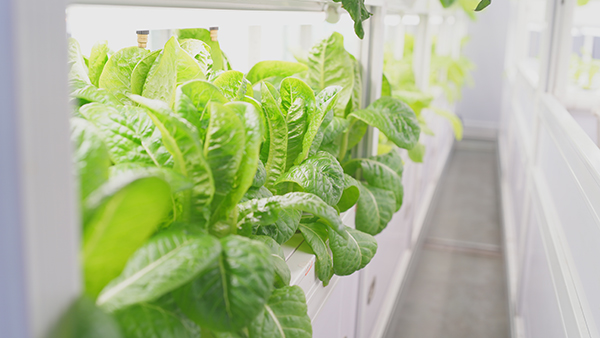 Exploring Smart Agriculture: Technology Empowering Agricultural Development 