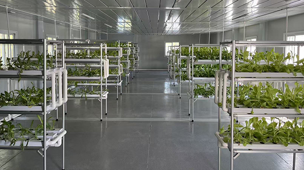 Vertical Agriculture: Revolutionizing Farming for A Sustainable Future