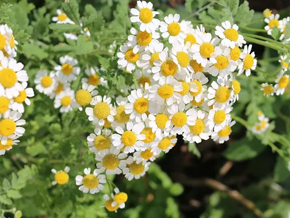 Growing Daisies with Π Soil Soilless Growing Sponge: From Germination To Repotting Tips