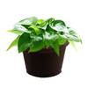 Agricultural Sponge Garden Pots Planters Seed Starter Replacement Sponge for Cutting And Cloning