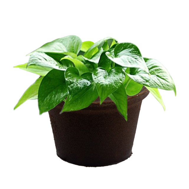 Agricultural Sponge Garden Pots Planters Seed Starter Replacement Sponge for Cutting And Cloning