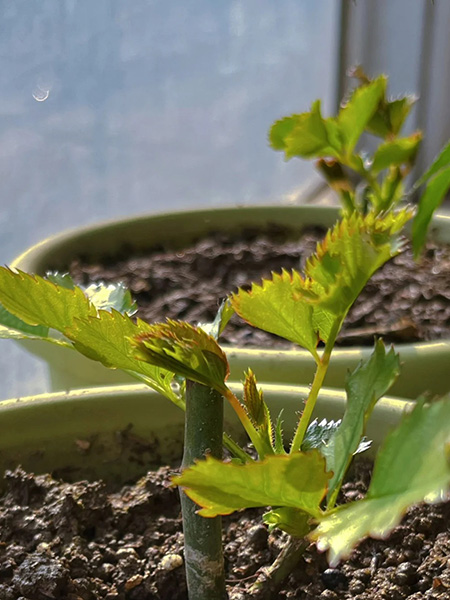 propagation medium