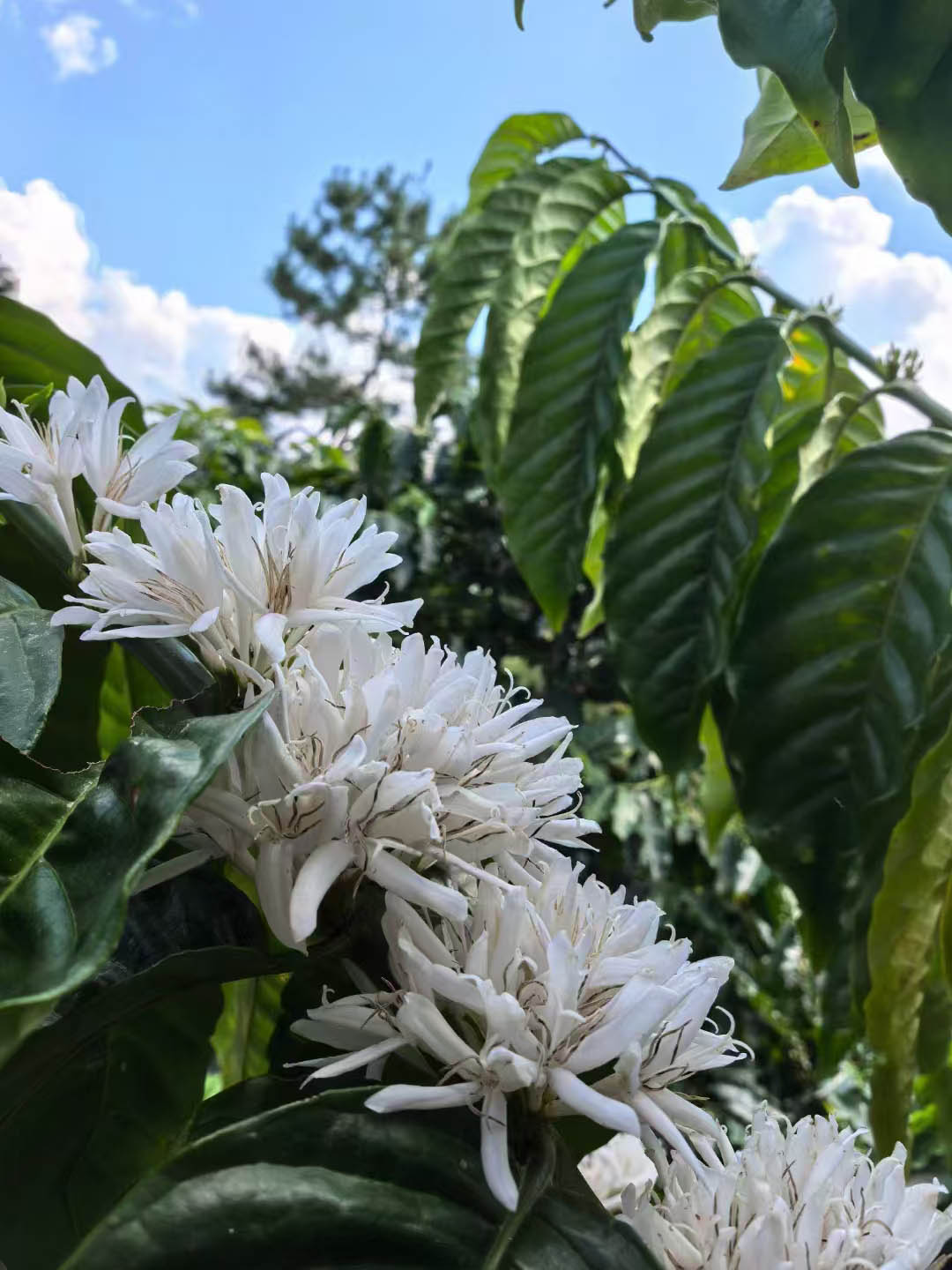Arabica vs. Robusta: The Story of Two Coffee Species