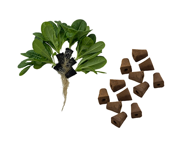 Growing Greener: The Benefits of Soilless Cultivation