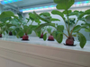 ​Unveiling the Enigmatic World of Auma Shipping Container Farming
