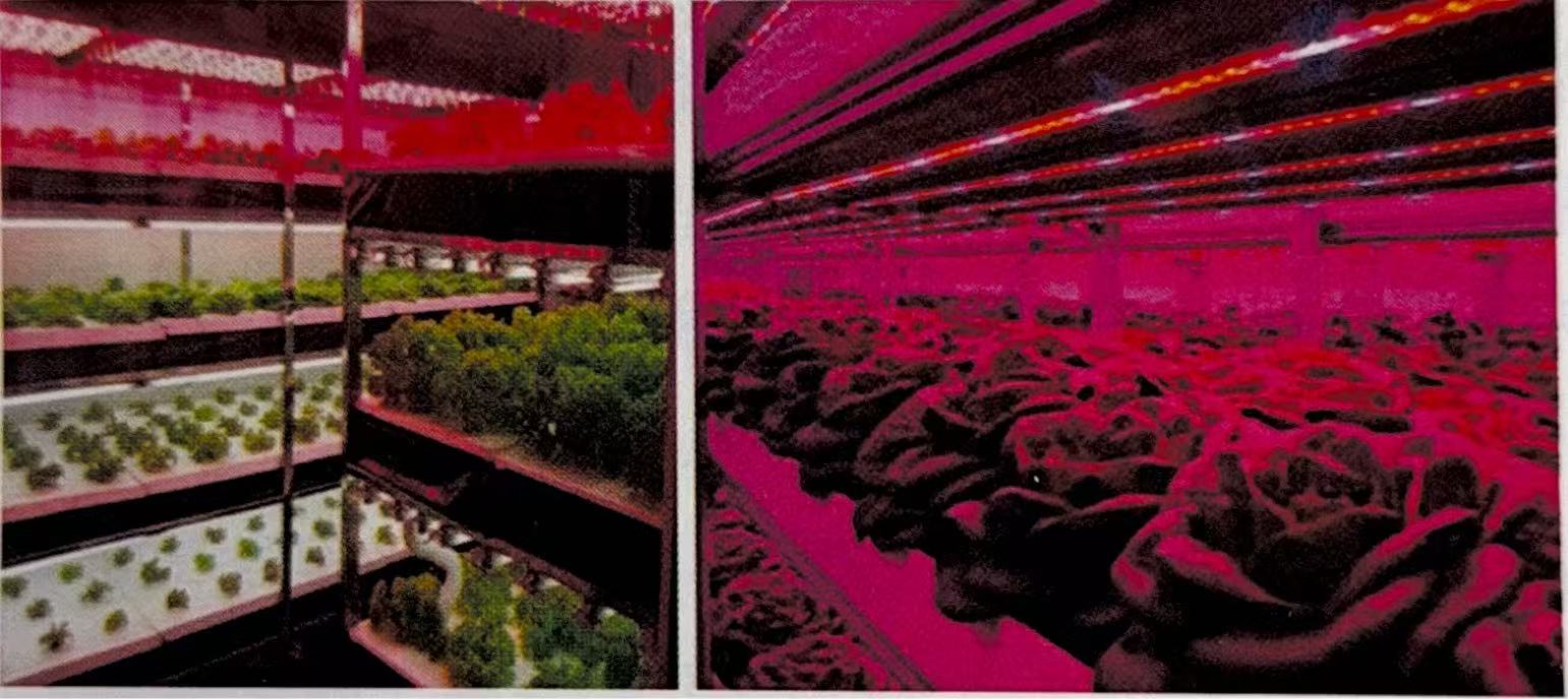 LED Plant Factory Experiment System