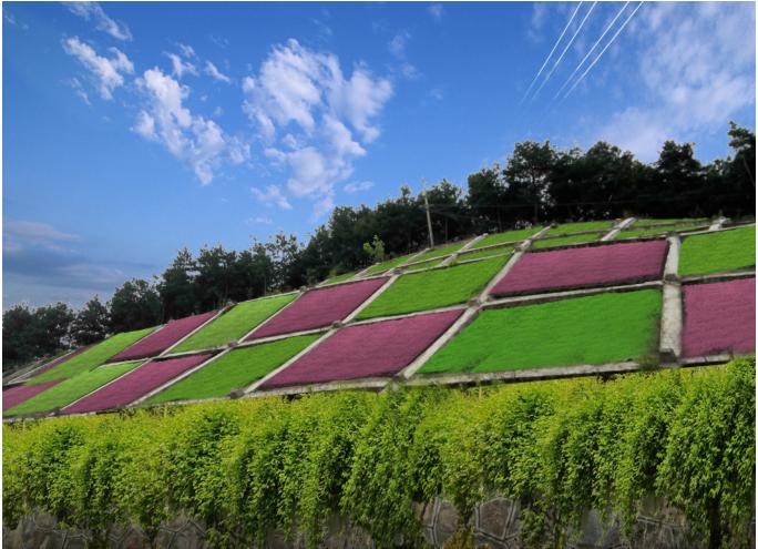 In-depth Insights into The Slope Greening Industry: Breaking Through Dilemmas And Leading The New Green Trend