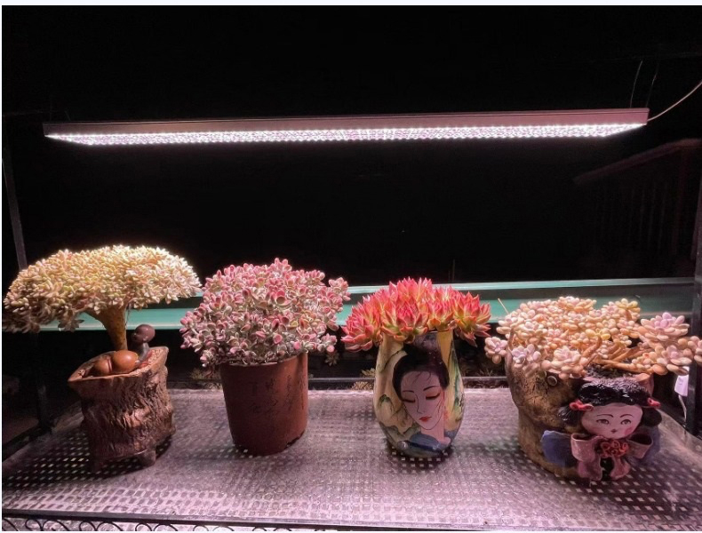 LED GROW LAMP
