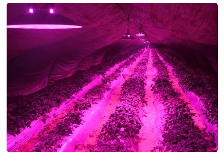 greenhouse plant light for strawberry