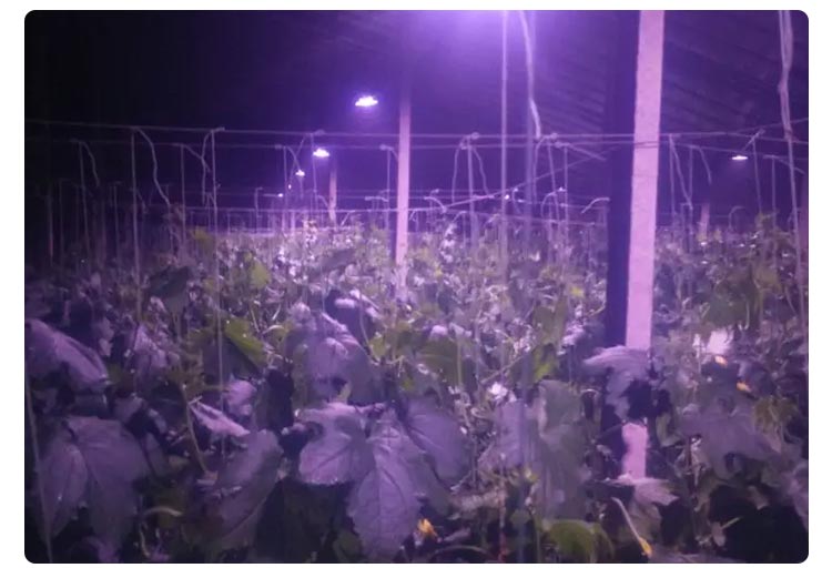 greenhouse plant light for grape