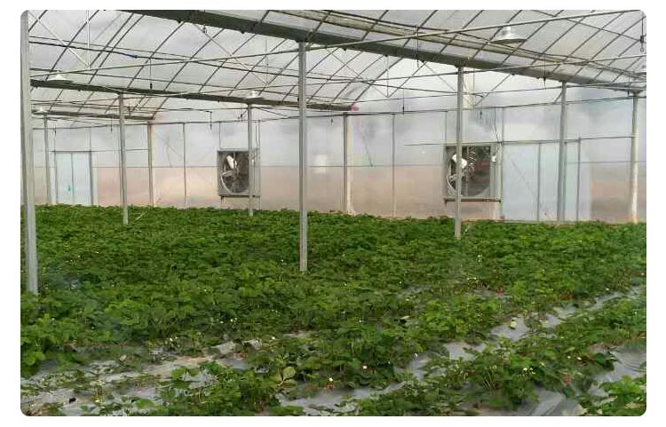 plant factory grow light
