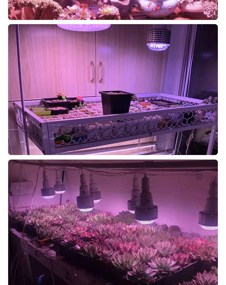 bubble grow light for plants