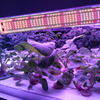 SpectrumPro LED Plant Grow Light - 4/6 Row Energy-Saving Solution for Succulents