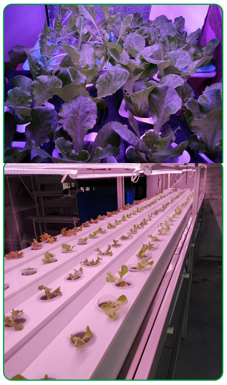 greenhouse plant lamp