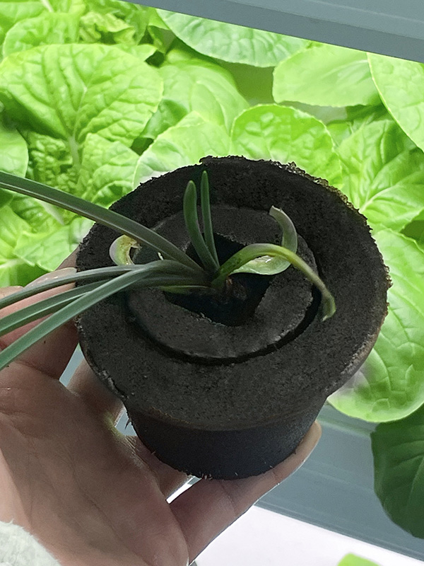 lily plant 